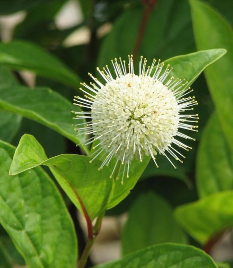 cephalanthus occidentalis fiber optics